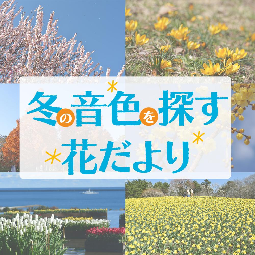 冬の音色を探す 花だより