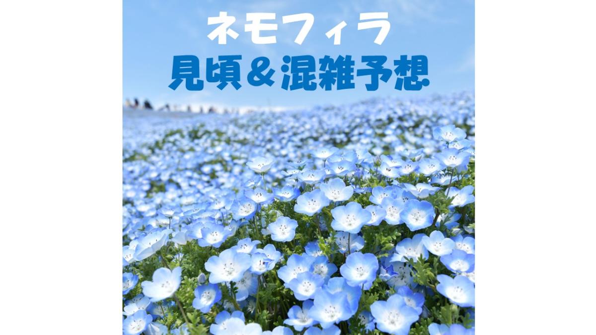 ネモフィラ見頃＆混雑予想
