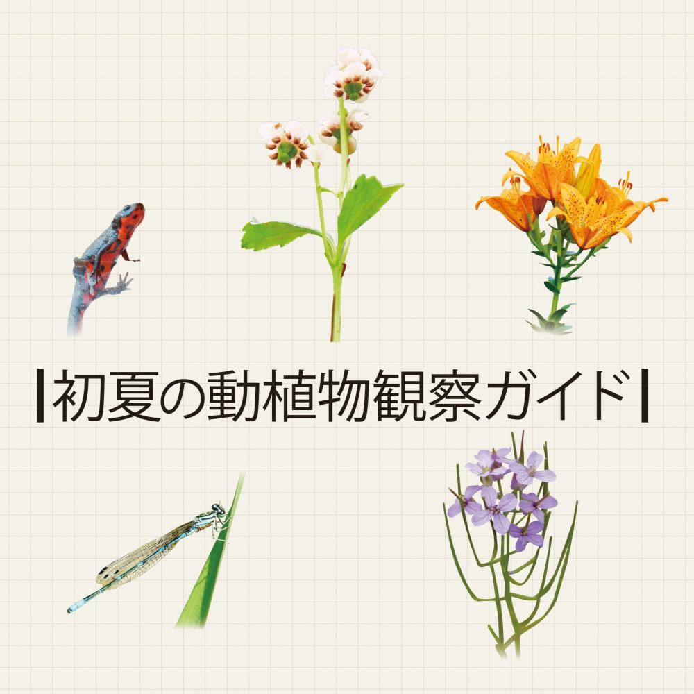 初夏の動植物観察ガイド