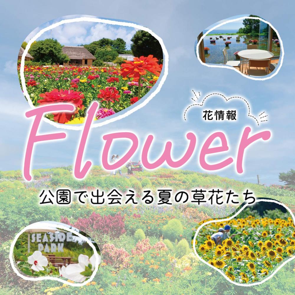 公園で出会える夏の草花たち