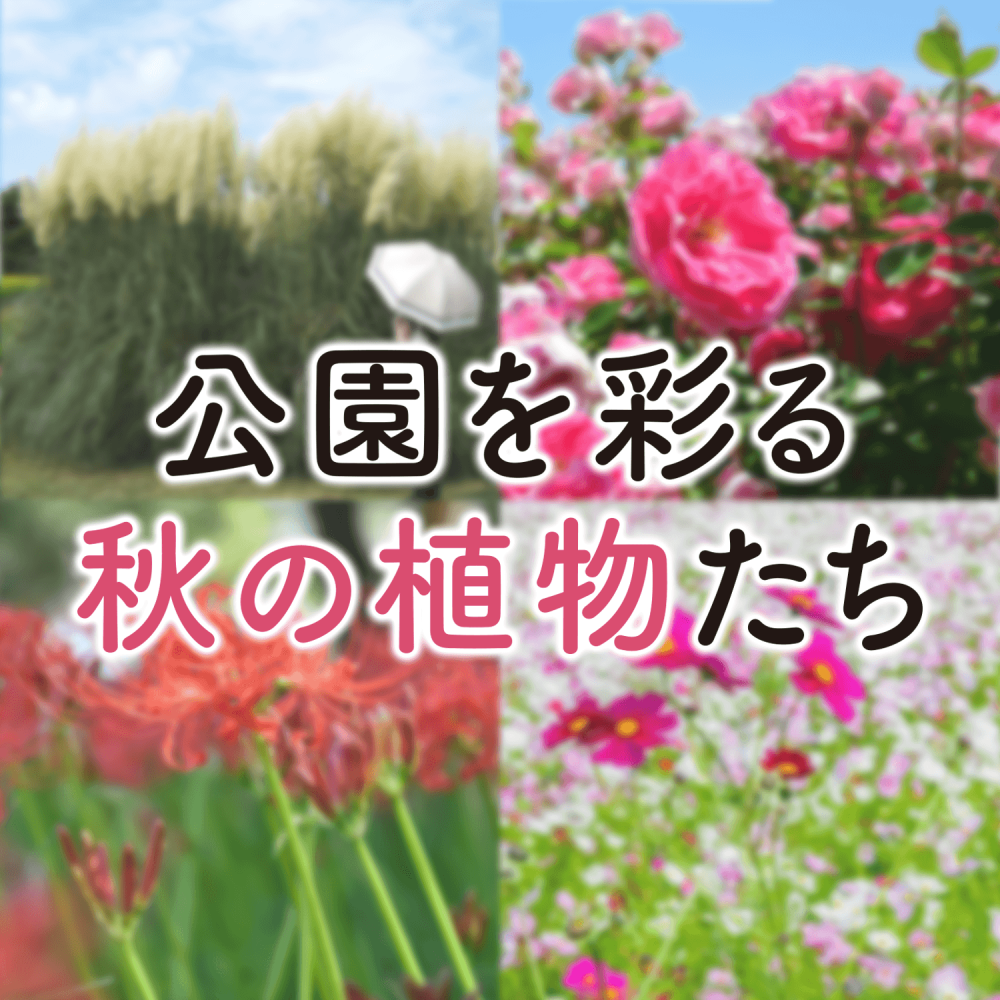 公園を彩る秋の植物たち
