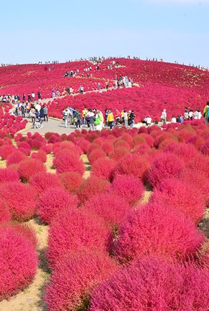花：コキア