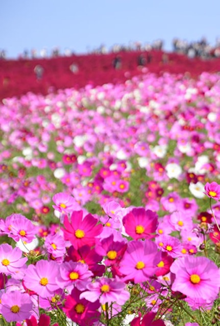 花：コスモス