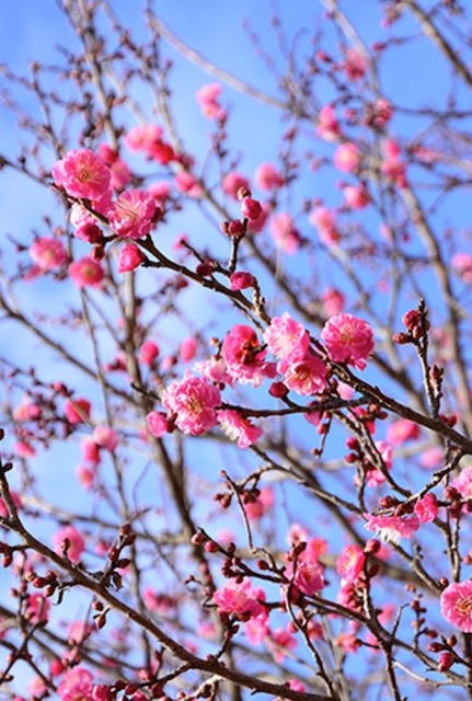 花：ウメ
