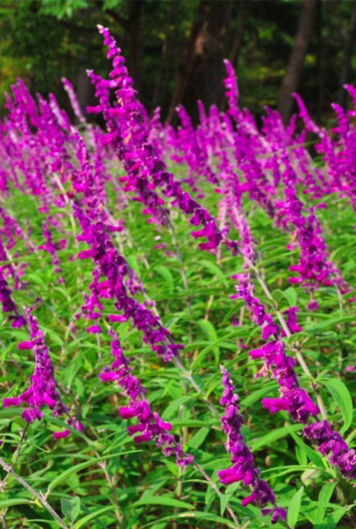 花：メキシカンブッシュセージ