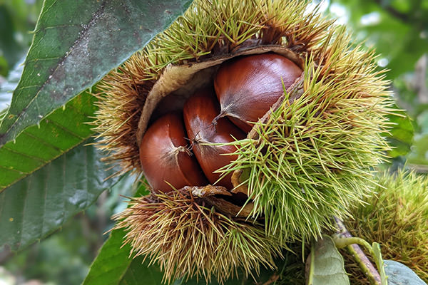 口を開いたイガ栗
