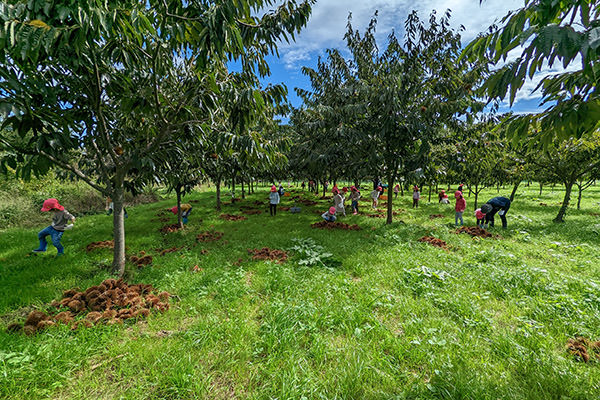 栗拾い体験の様子