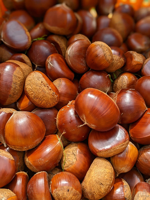 手をかけて栽培することで、良質で大粒の栗を実らせている