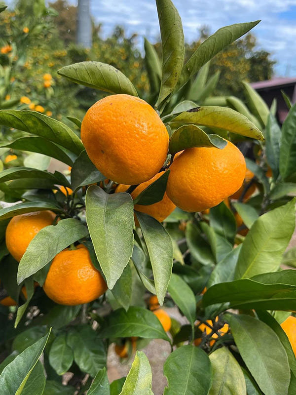 大気の特種現象が育むみかん
