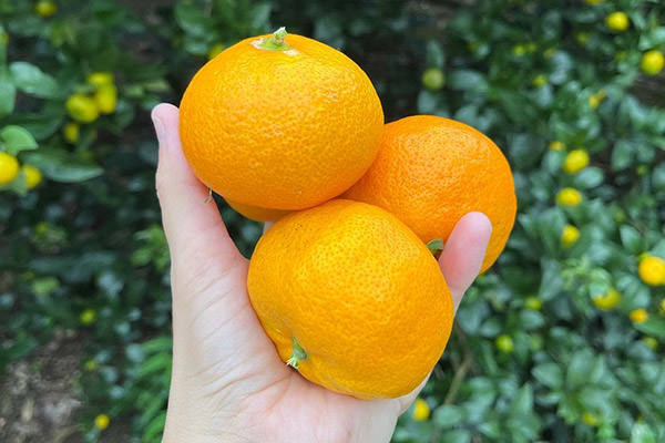 完熟みかん。収穫したてを味わえるのは、観光果樹園ならではの特権