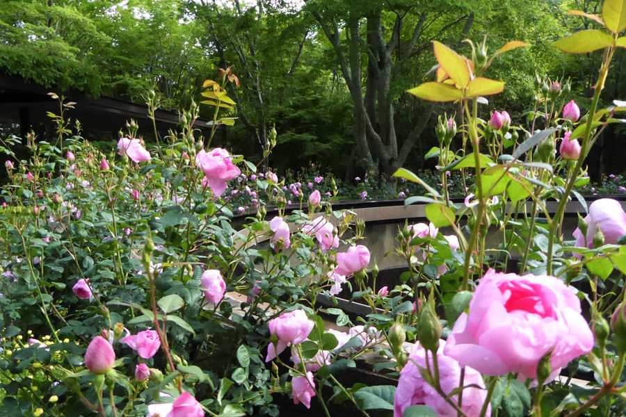 水戸市植物公園