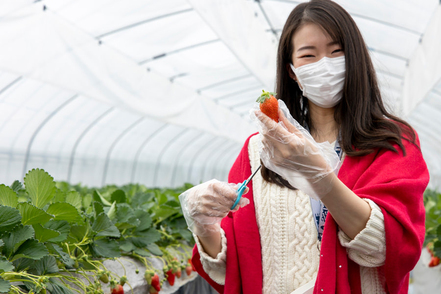 いちご狩り