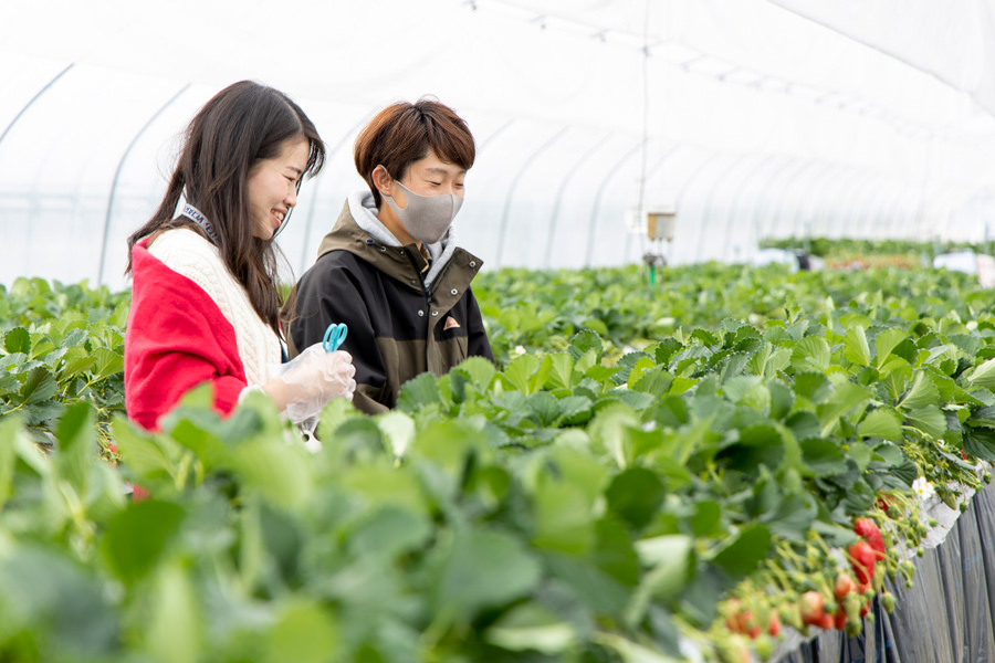 いちご狩り