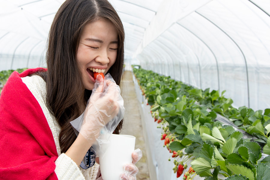いちご狩り