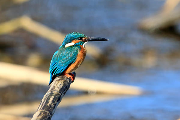 カワセミ(留鳥、1月に撮影)