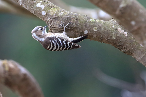 コゲラ(留鳥、1月に撮影)