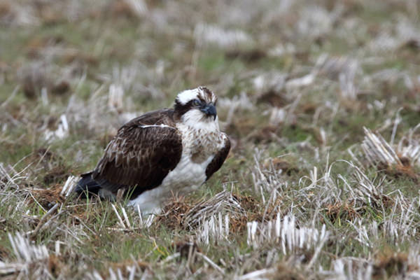 ミサゴ(留鳥、3月に撮影)