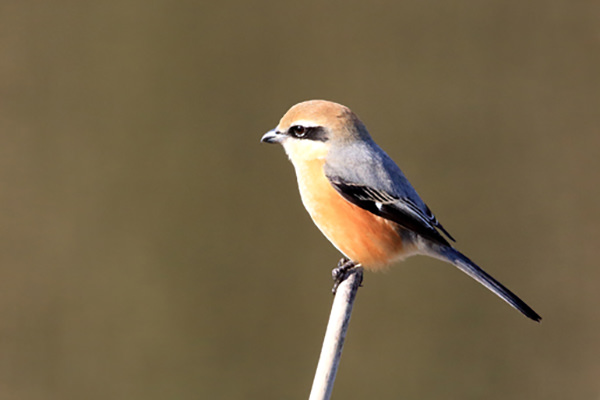 モズ(留鳥、1月に撮影)