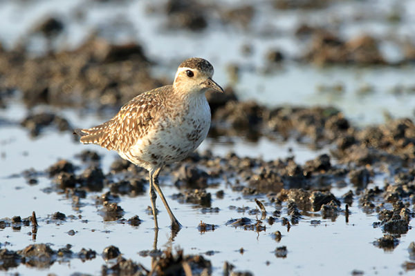 ムナグロオス(冬鳥、4月に撮影)