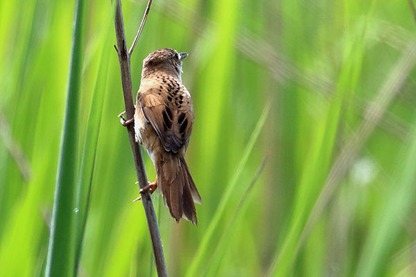 オオセッカ(留鳥、5月に撮影)