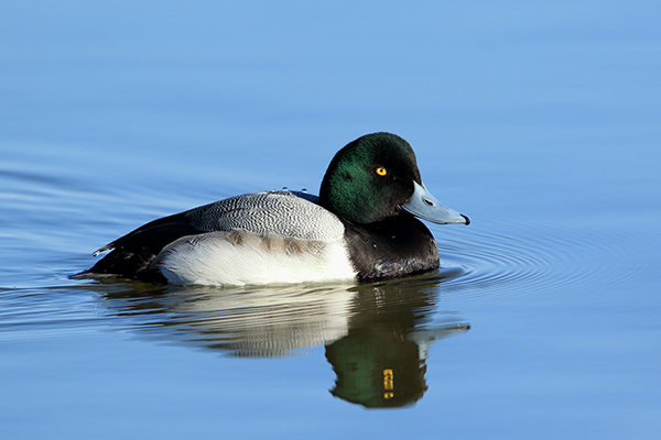 スズガモ(冬鳥、2月に撮影)