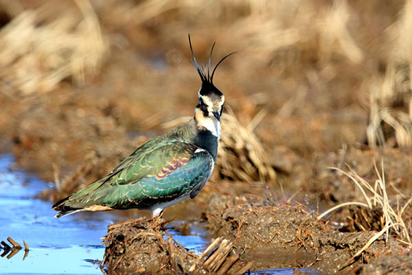 タゲリ(冬鳥、1月に撮影)