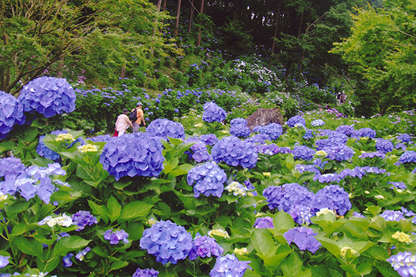 アジサイの花が咲き誇る「あじさいの谷」